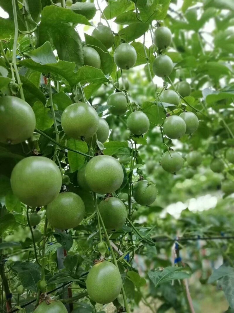 台农一号百香果苗