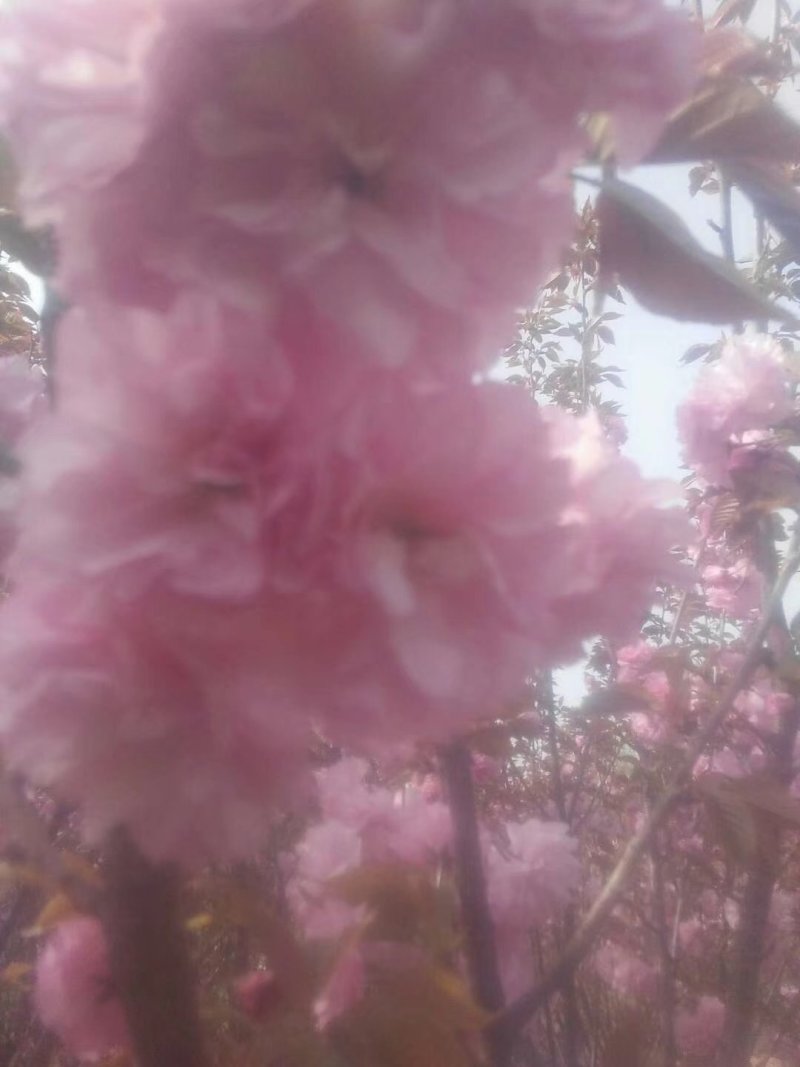 樱花树
