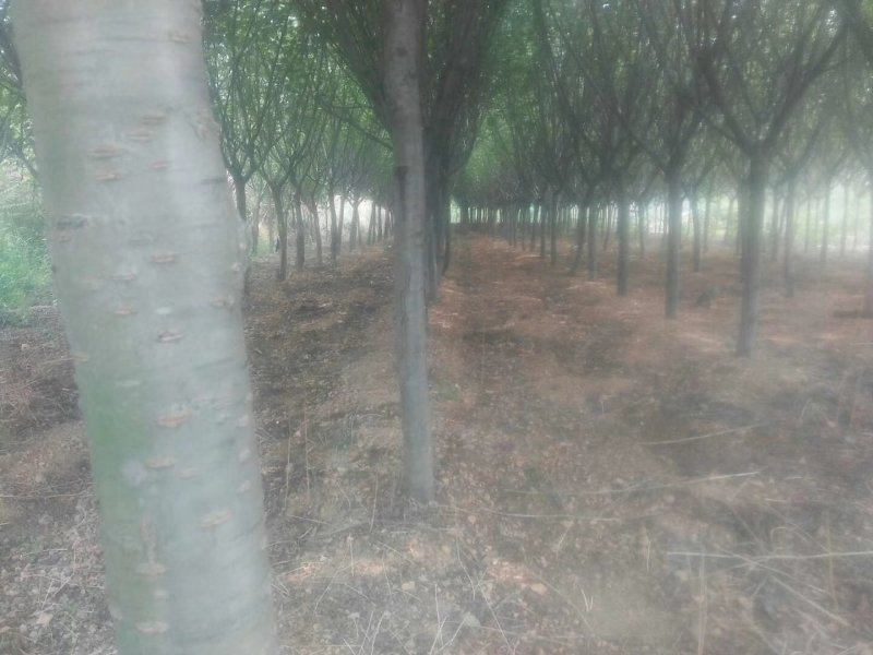 樱花树