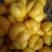 桃树苗风味天后蟠桃树苗，油蟠7，油蟠7-7，油蟠6-6桃