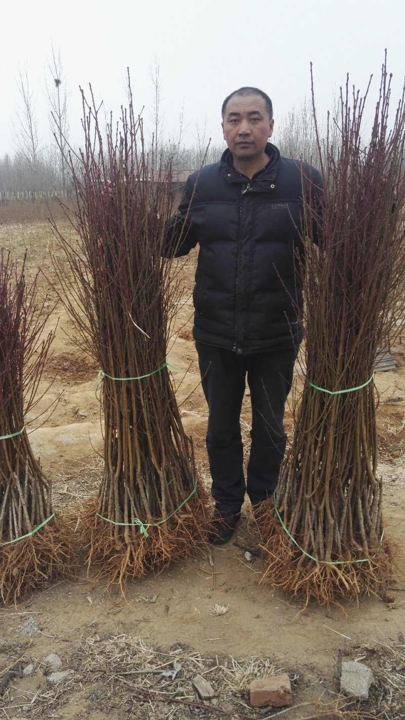 桃树苗风味天后蟠桃树苗，油蟠7，油蟠7-7，油蟠6-6桃
