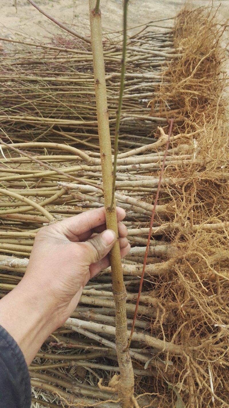 桃树苗风味天后蟠桃树苗，油蟠7，油蟠7-7，油蟠6-6桃