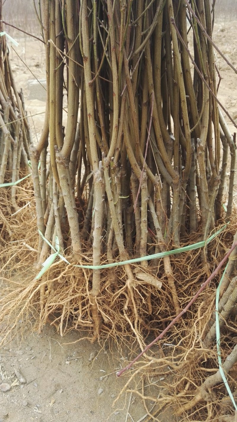 桃树苗风味天后蟠桃树苗，油蟠7，油蟠7-7，油蟠6-6桃