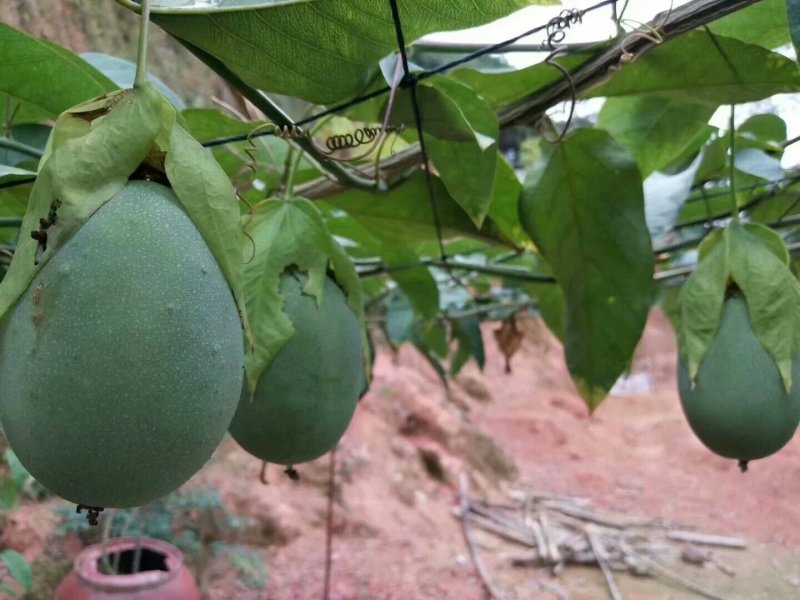 绿皮荔枝味百香果嫁接苗扦插苗黄金百香果苗