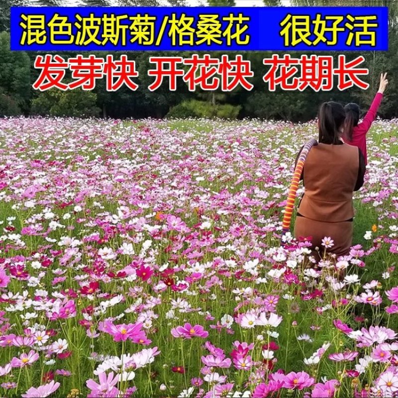 格桑花波斯菊