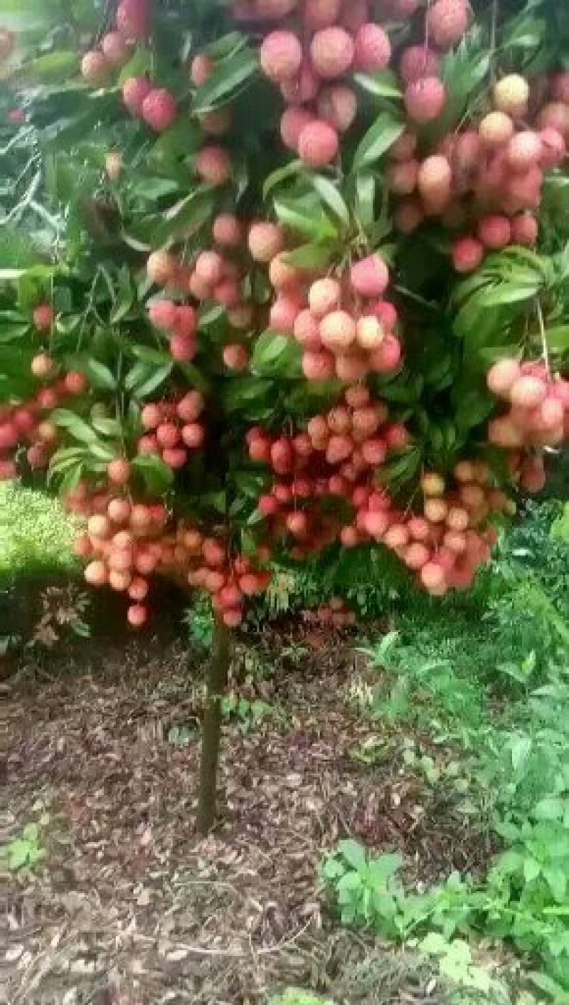 妃子笑荔枝苗