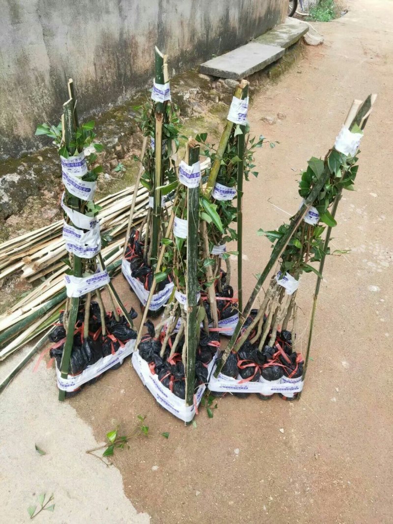 妃子笑荔枝苗