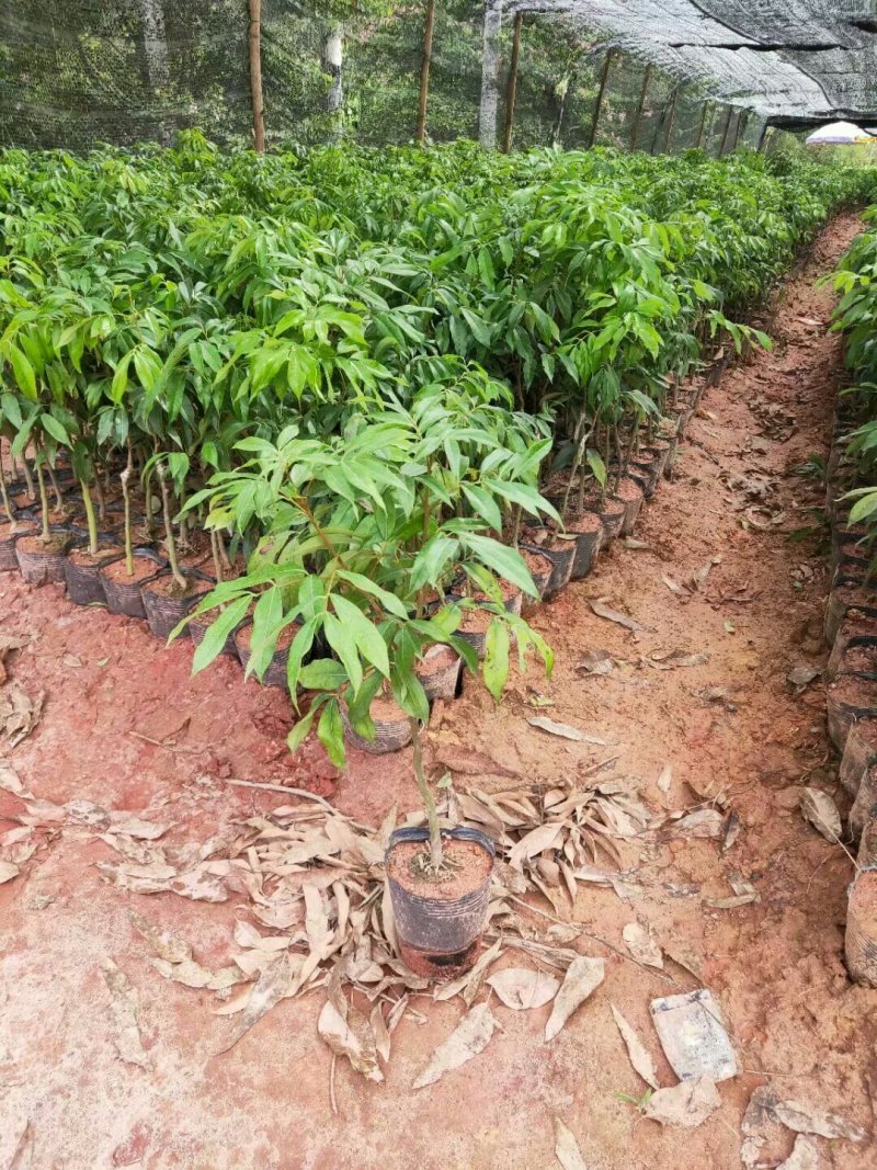 妃子笑荔枝苗