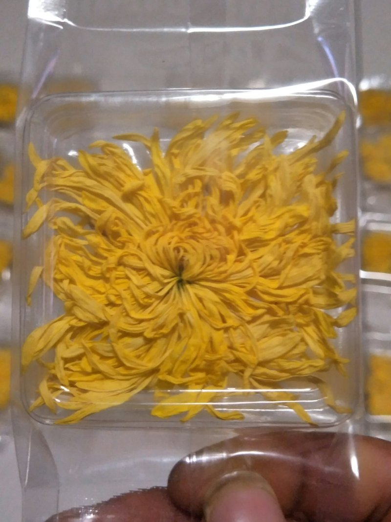 金丝皇菊茶