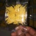 金丝皇菊茶