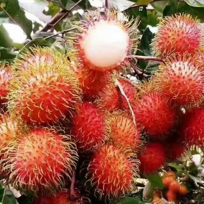 红毛丹苗