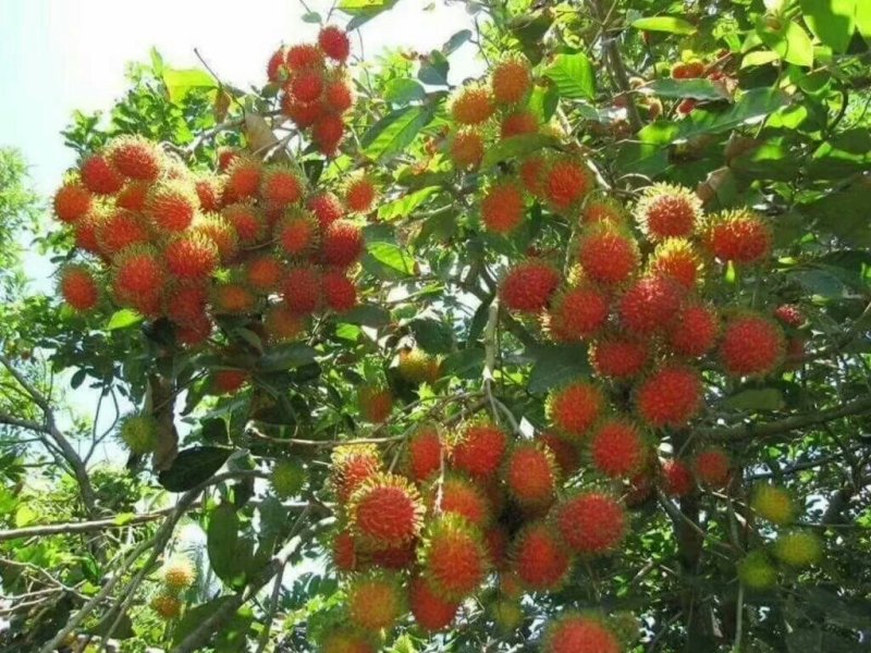 红毛丹苗