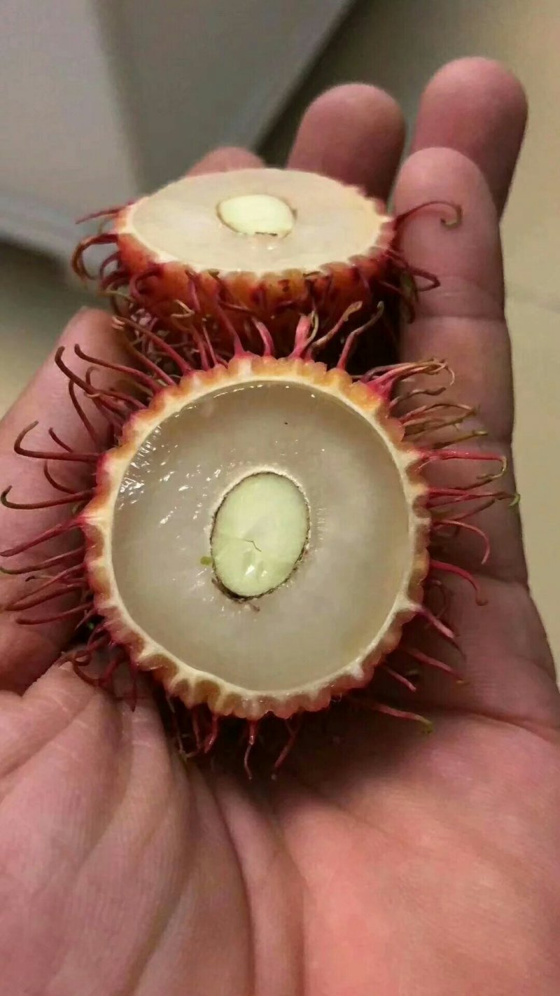 红毛丹苗