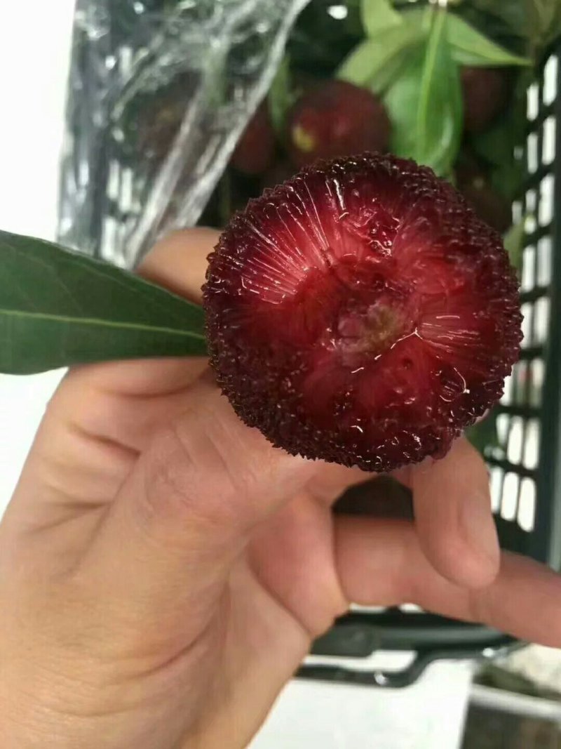 东魁杨梅苗，杨梅苗正品嫁接