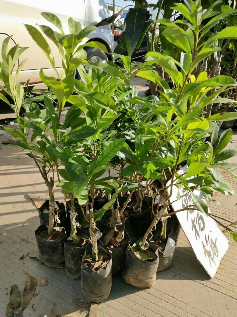 东魁杨梅苗，杨梅苗正品嫁接