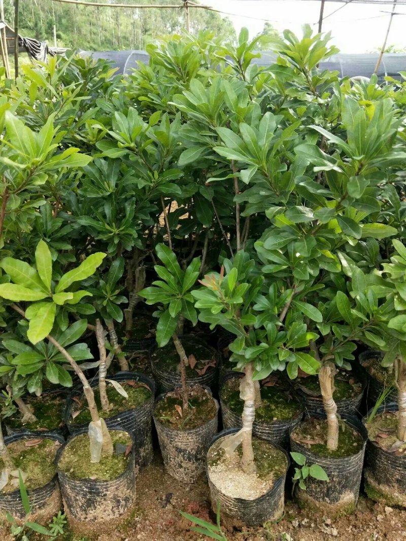 东魁杨梅苗，杨梅苗正品嫁接
