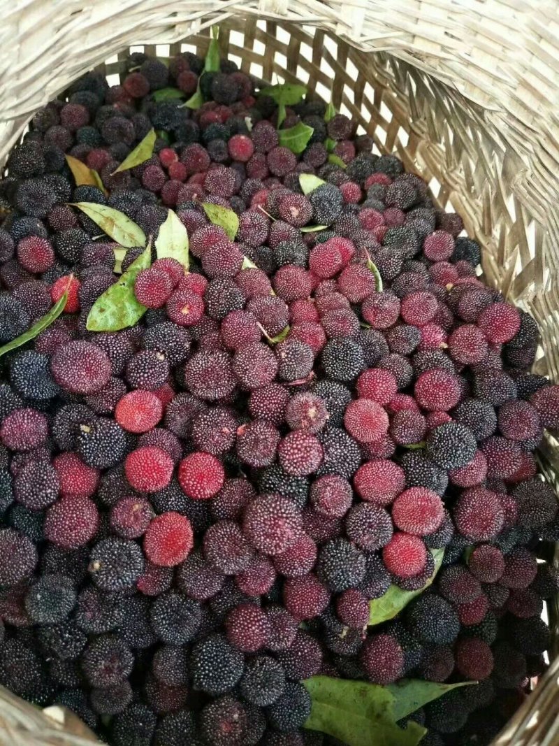 东魁杨梅苗，杨梅苗正品嫁接