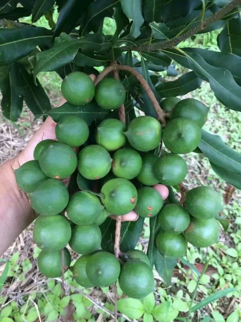 澳洲坚果苗