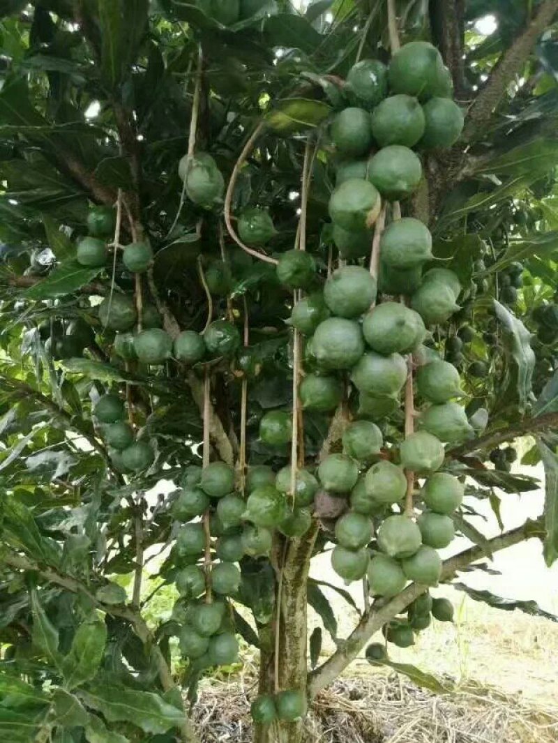 澳洲坚果苗