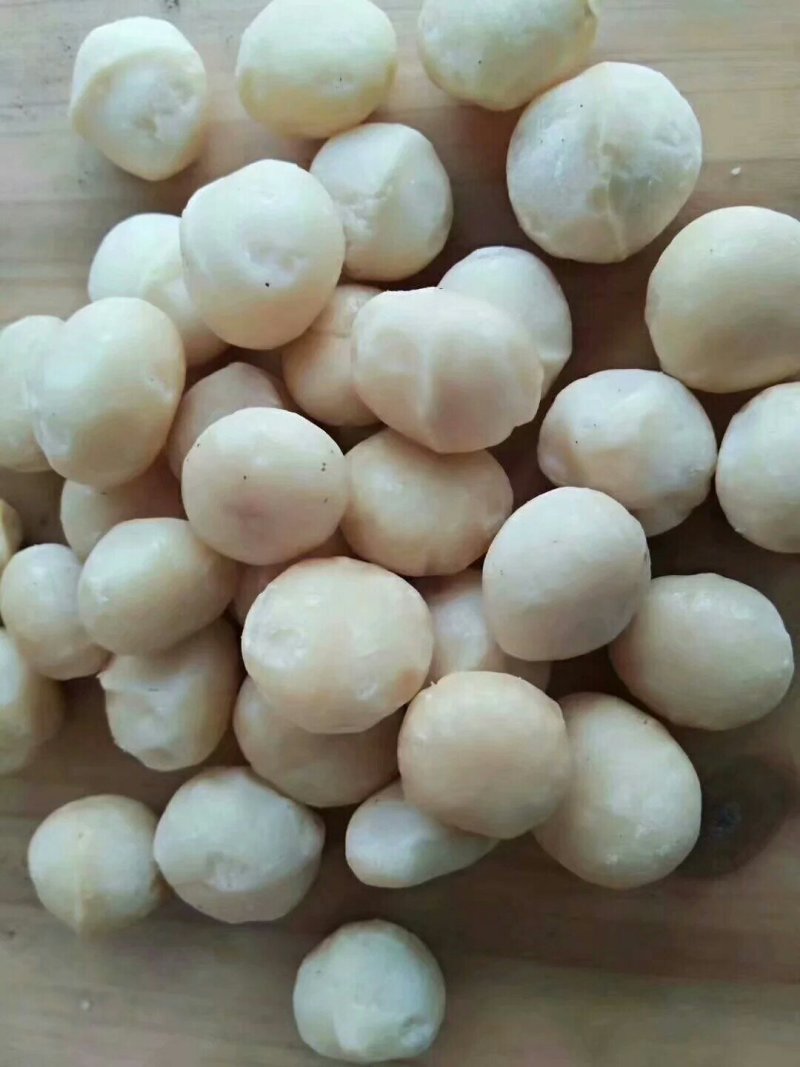 澳洲坚果苗