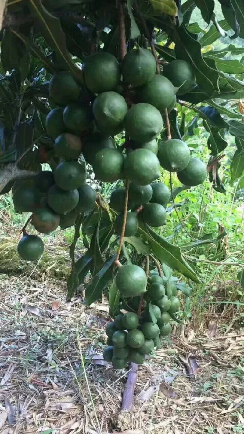 澳洲坚果苗
