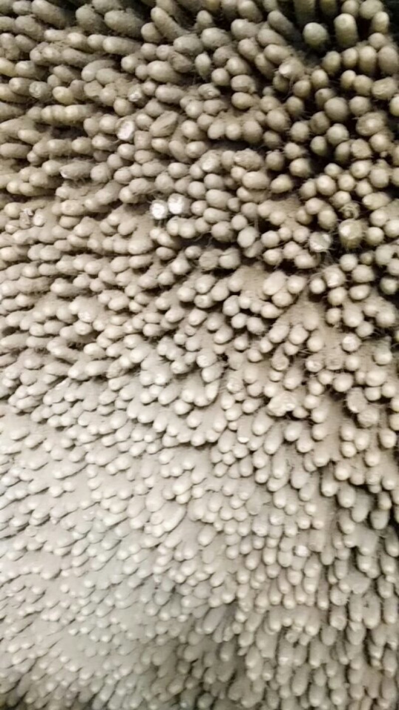 小白嘴