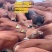 肉牛400斤左右小牛犊价格肉牛犊养殖