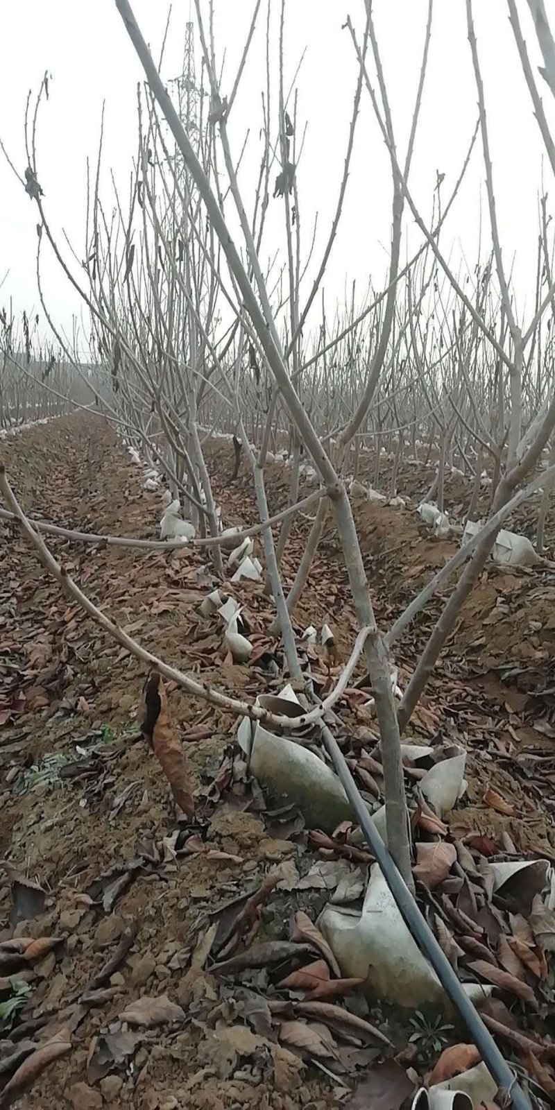 现货供应吉塞拉干矮化樱桃苗三年见果