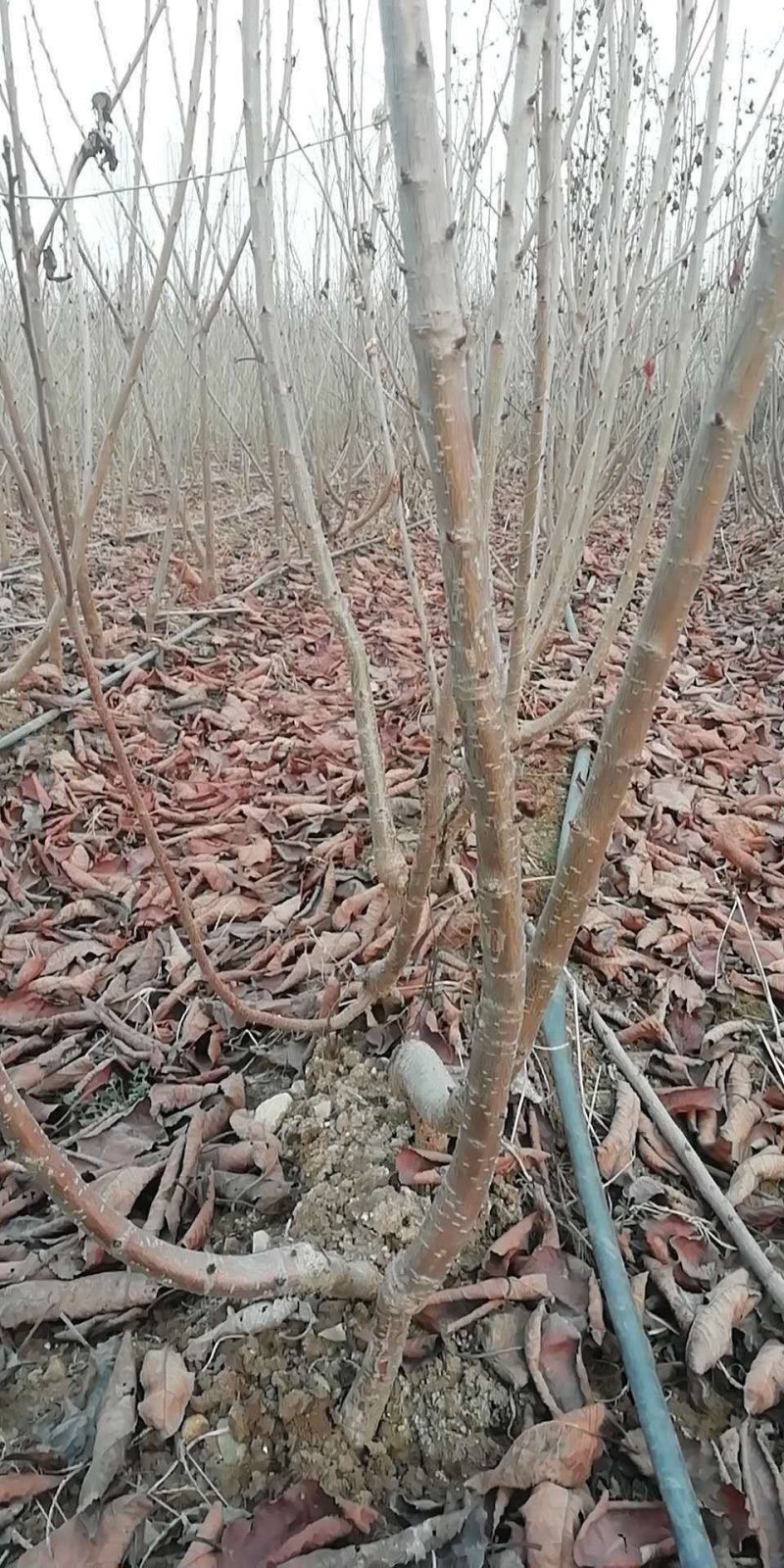 现货供应吉塞拉干矮化樱桃苗三年见果
