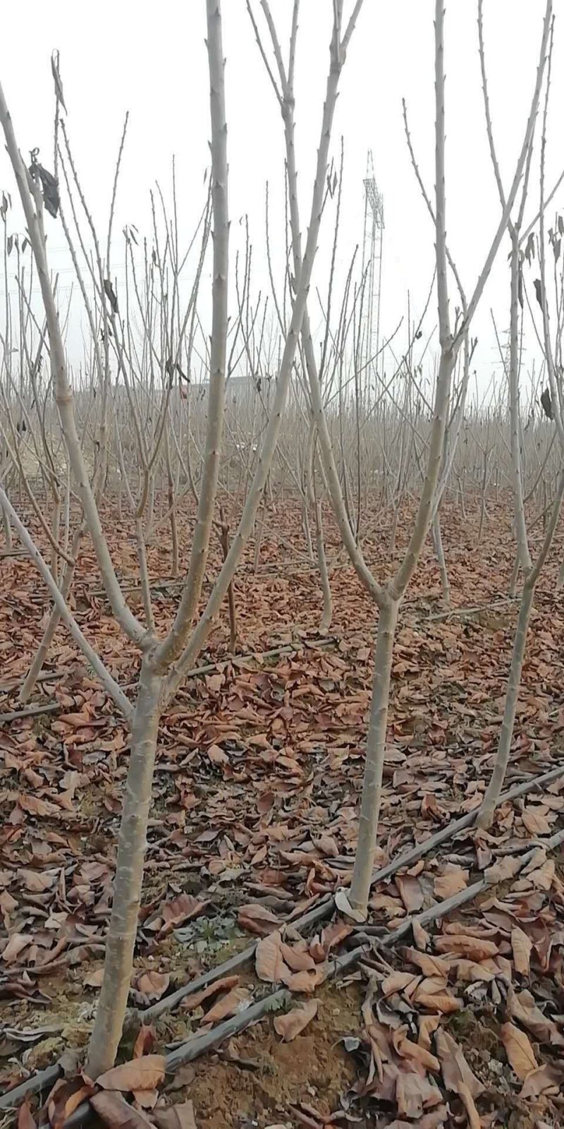现货供应吉塞拉干矮化樱桃苗三年见果