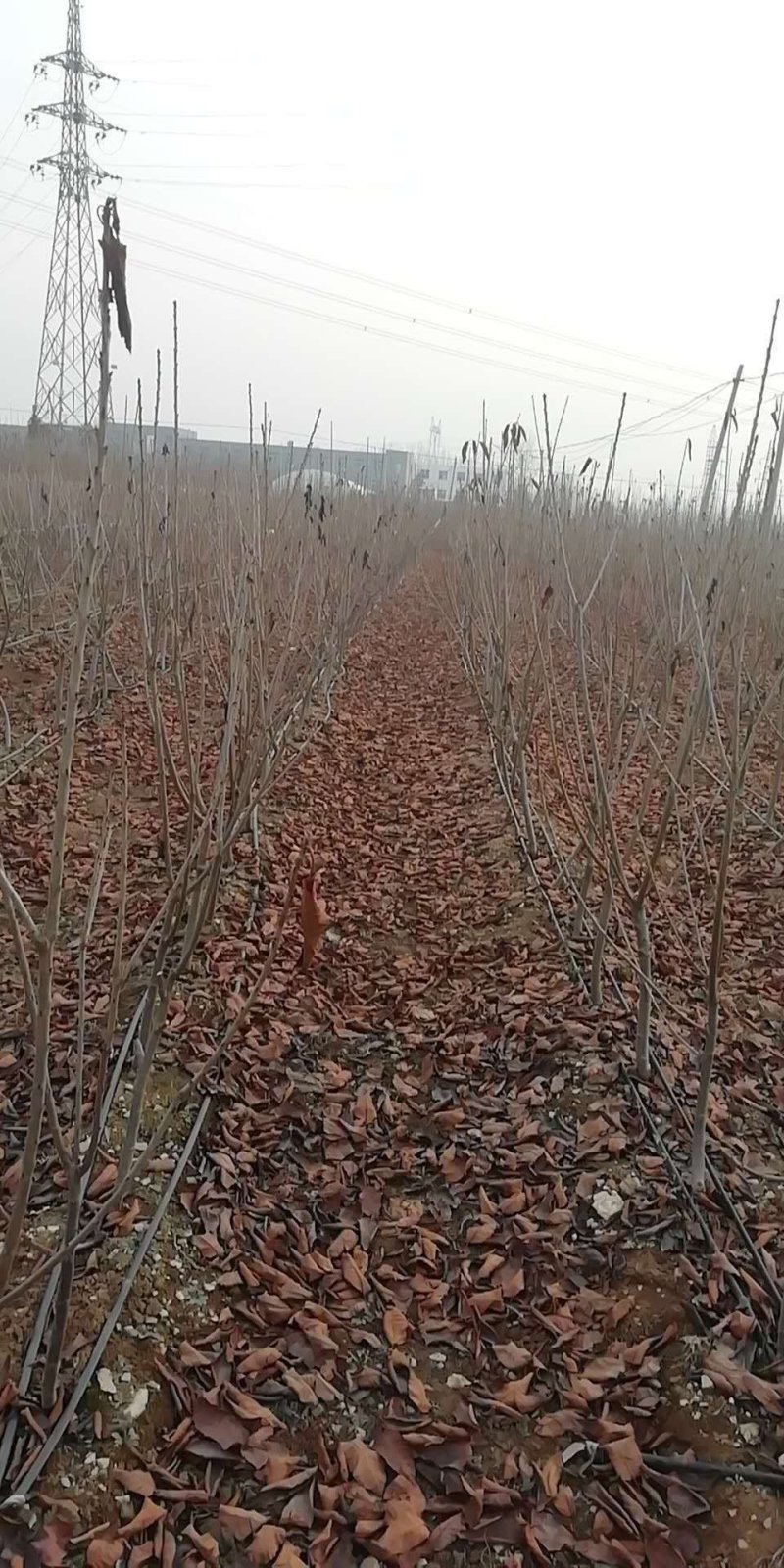 现货供应吉塞拉干矮化樱桃苗三年见果