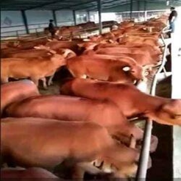 肉牛买小牛犊多少钱肉牛犊出售