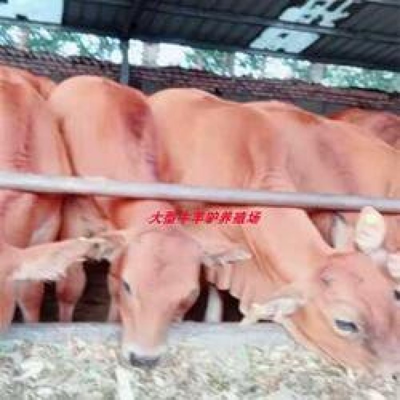 肉牛肉牛价格2018年养肉牛价格