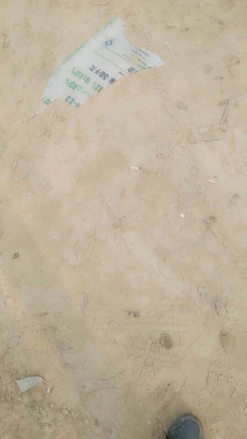 白玉山药每天发车中