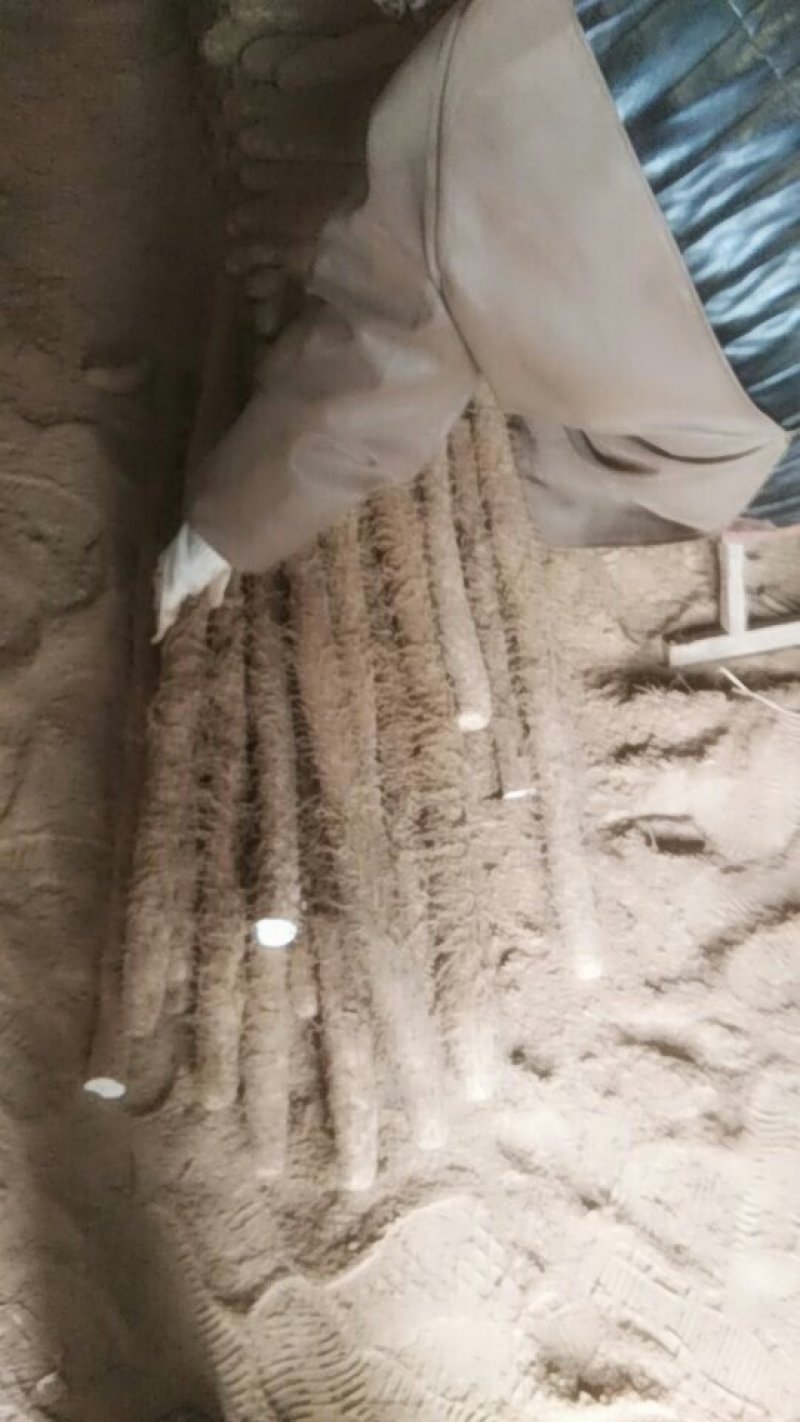 白玉山药每天发车中