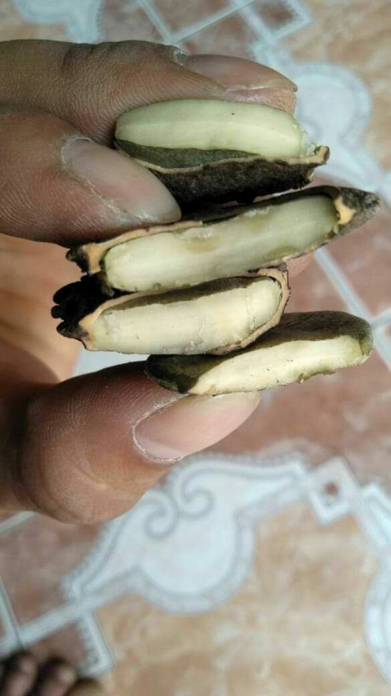 木鳖子，仁白，今年新货！