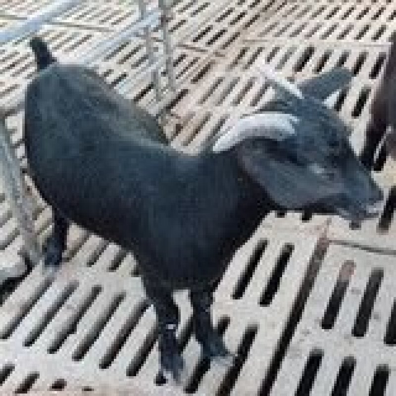 黑山羊种羊黑山羊养殖场肉羊羔