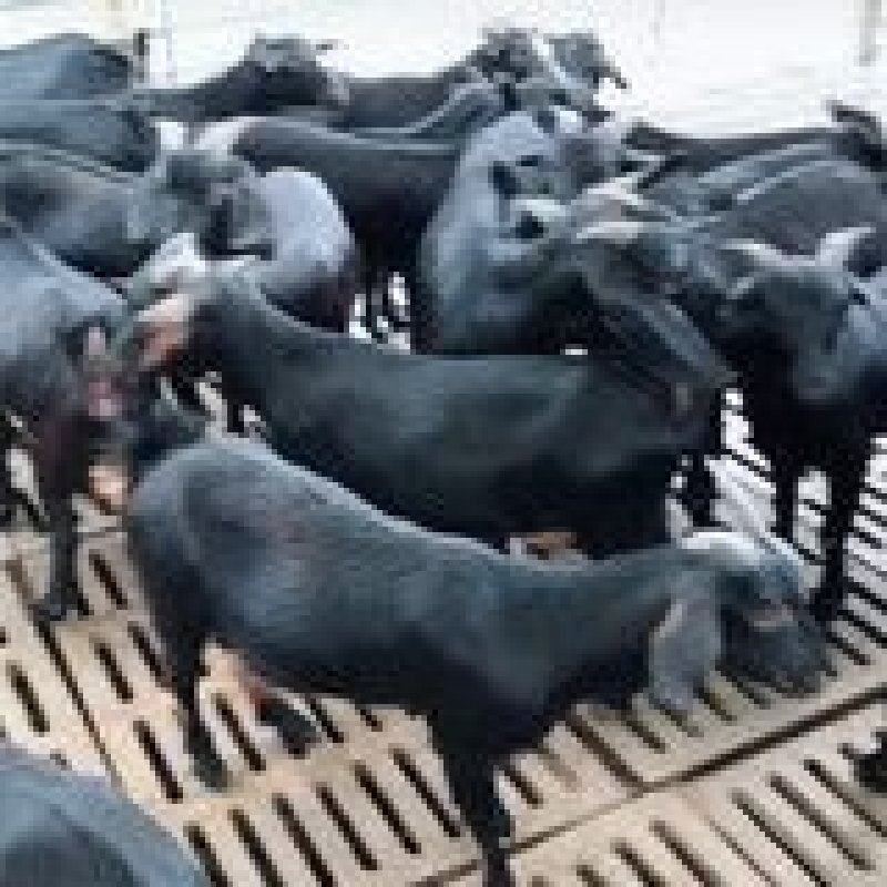 黑山羊种羊黑山羊养殖场肉羊羔