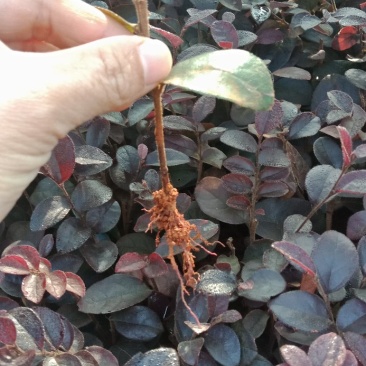 大量供应红继木秧苗，红继木芽苗，套杯首选