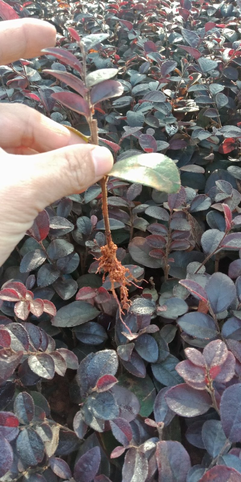 大量供应红继木秧苗，红继木芽苗，套杯首选