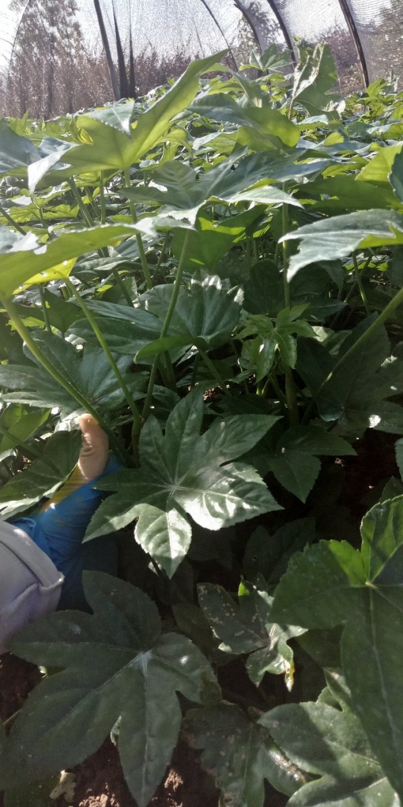大量供应八角金盘苗，20-40深