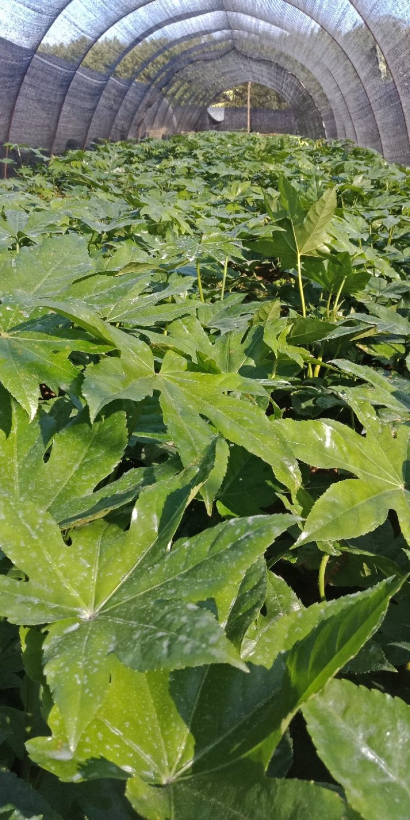 大量供应八角金盘苗，20-40深