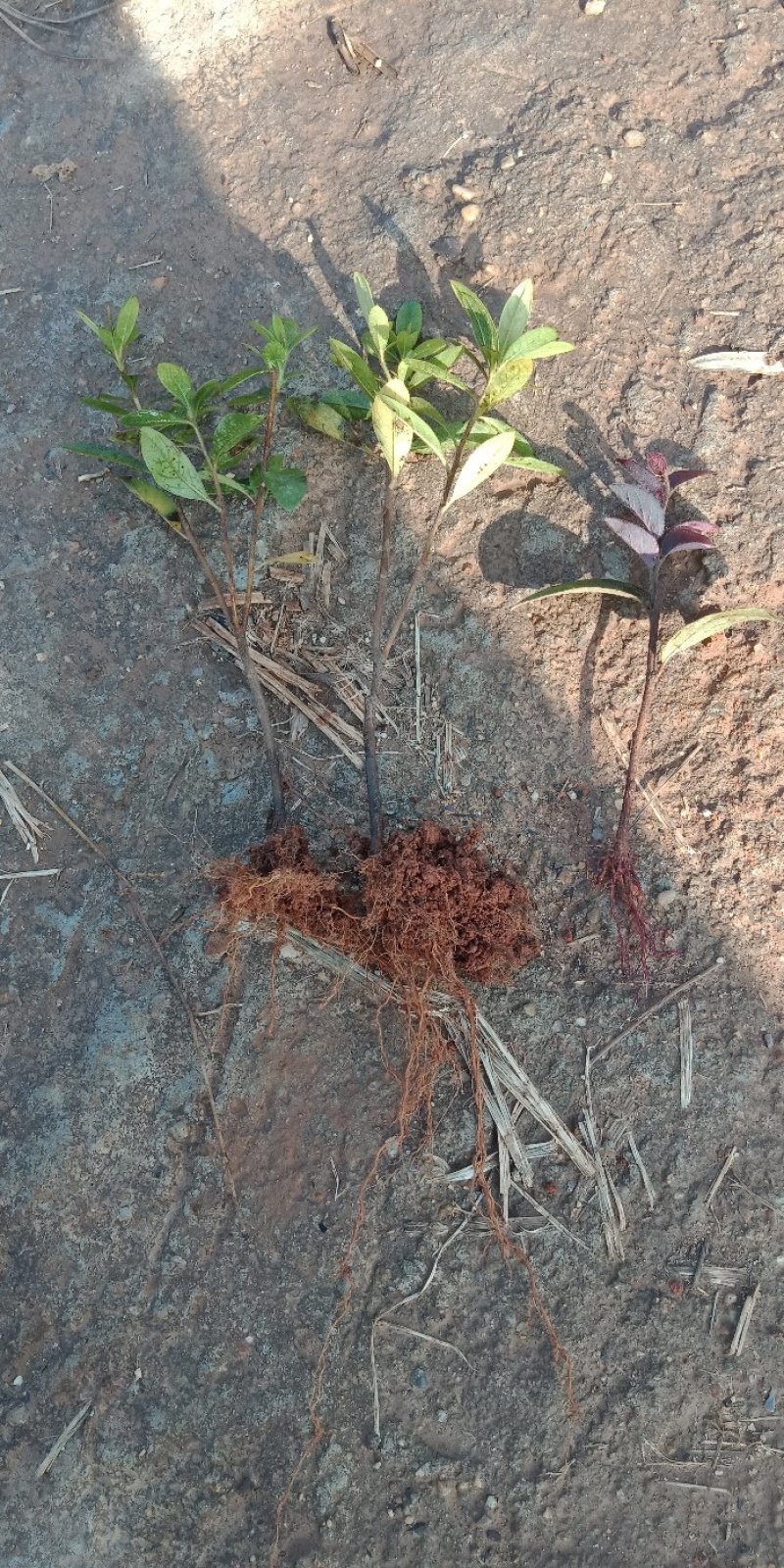 大量供应杜鹃秧苗，杜鹃芽苗，毛鹃芽苗红继木芽苗