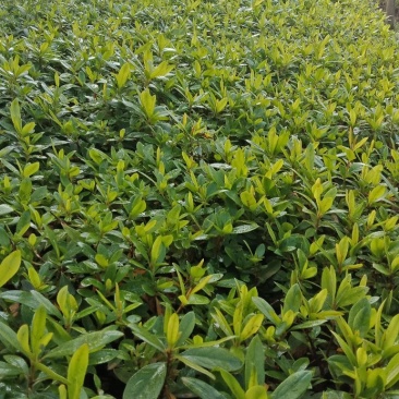 大量供应杜鹃秧苗，杜鹃芽苗，毛鹃芽苗红继木芽苗