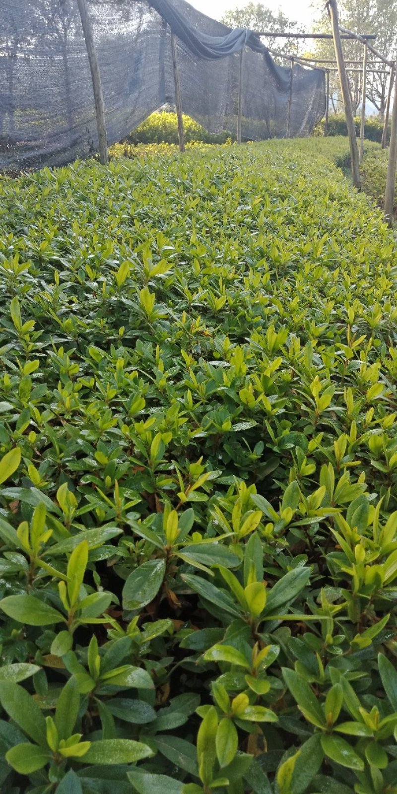 大量供应杜鹃秧苗，杜鹃芽苗，毛鹃芽苗红继木芽苗