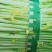 芹菜(小页实杆)产地直销：视频看货(现货)