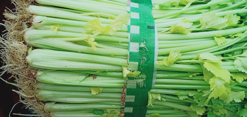 芹菜(小页实杆)产地直销：视频看货(现货)