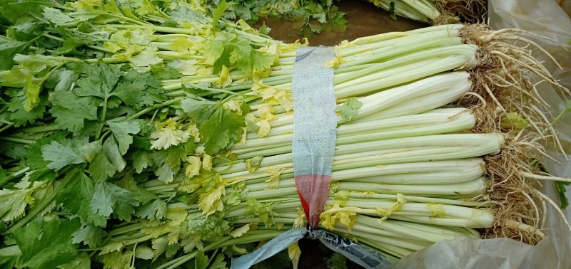 芹菜(小页实杆)产地直销：视频看货(现货)