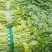 芹菜(小页实杆)产地直销：视频看货(现货)