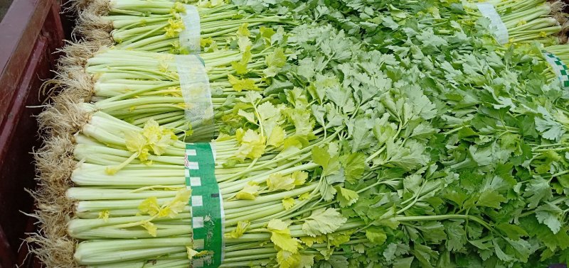 芹菜(小页实杆)产地直销：视频看货(现货)